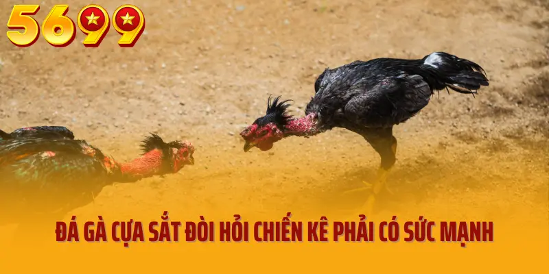 Đá gà cựa sắt đòi hỏi chiến kê phải có sức mạnh