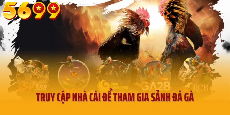 Truy cập nhà cái để tham gia sảnh đá gà