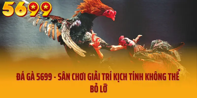 Đá gà 5699